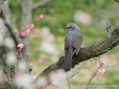 umehiyodori