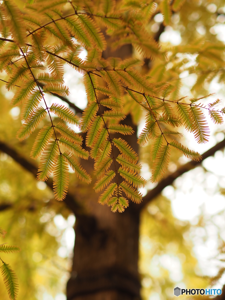 Gold　Leaf