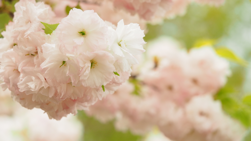 八重桜②