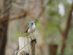 幸せの青い鳥