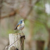 幸せの青い鳥