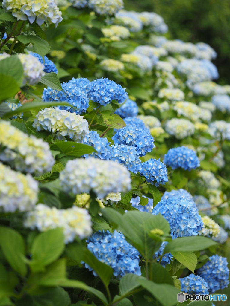 紫陽花散策④