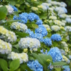 紫陽花散策④