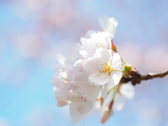 SAKURA①