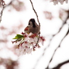 桜乗り雀