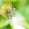 crystal flower②