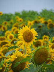 太陽に向かって
