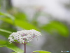 紫陽花散策③