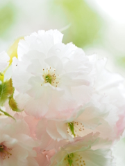 八重桜④