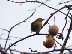 お食事中