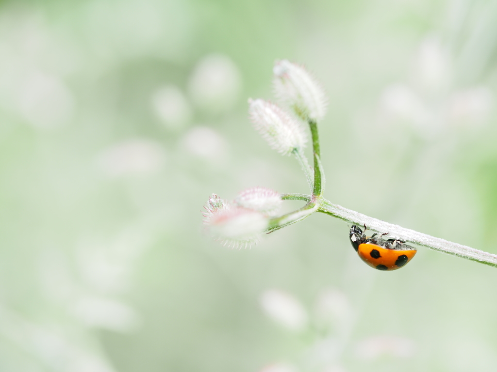RED BUG