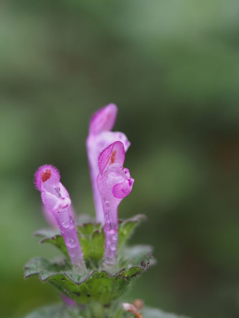雨に濡れて～ホトケノザ～