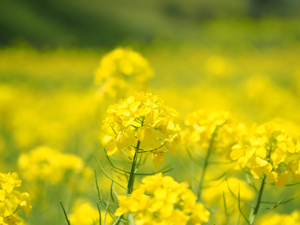 菜の花畑