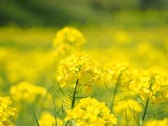 菜の花畑