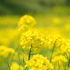 菜の花畑