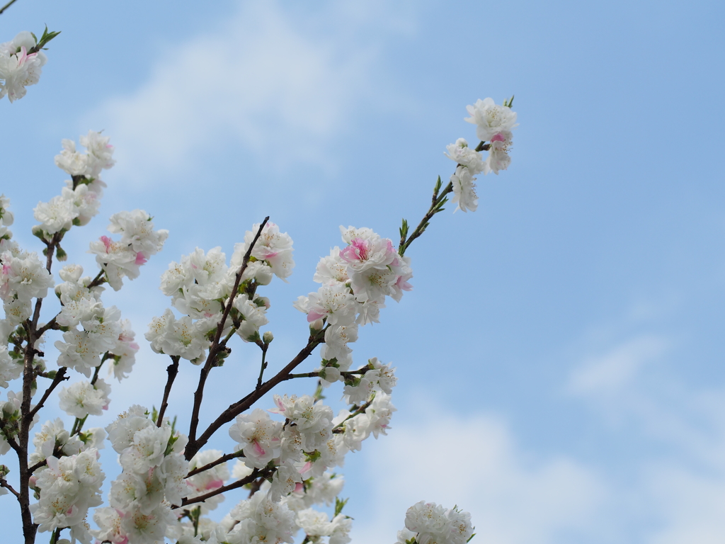 青空に向かって