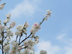 青空に向かって