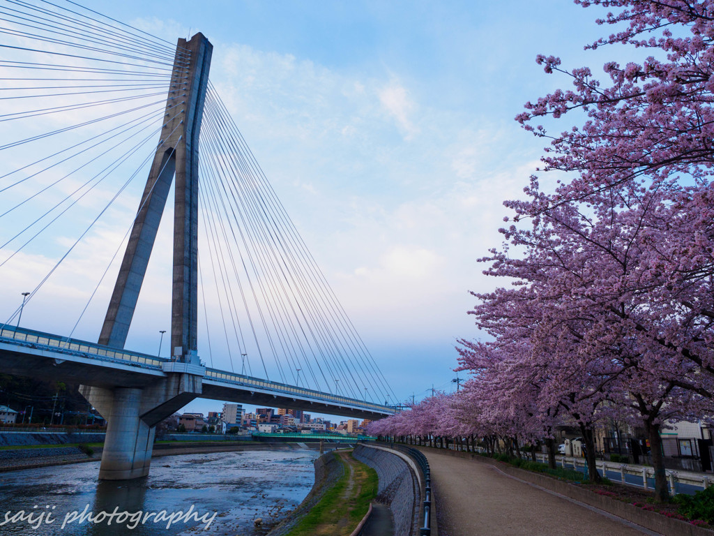 桜と橋
