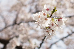 桜