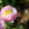 花！