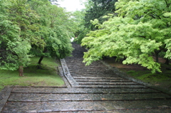 石畳と木々