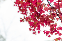 見上げれば紅葉
