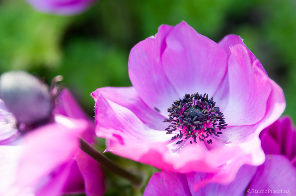 何の花だろう・・・