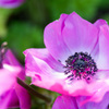 何の花だろう・・・