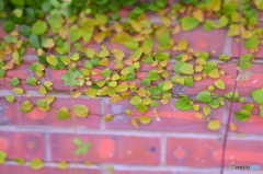 昔の写真　その１