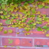 昔の写真　その１
