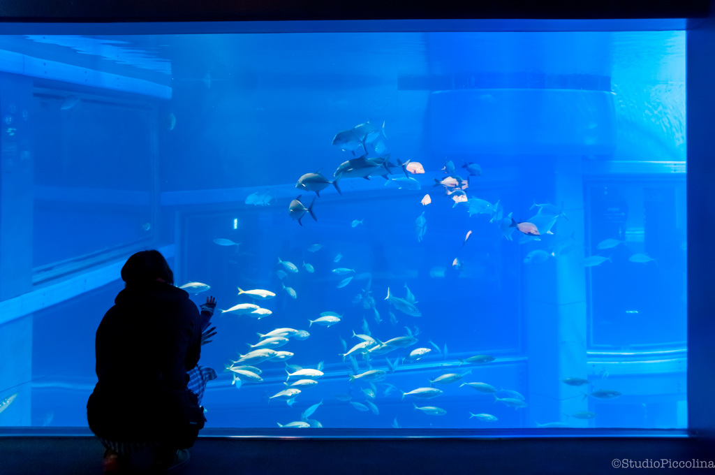 お魚、きれいだなぁ〜