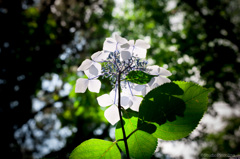 紫陽花