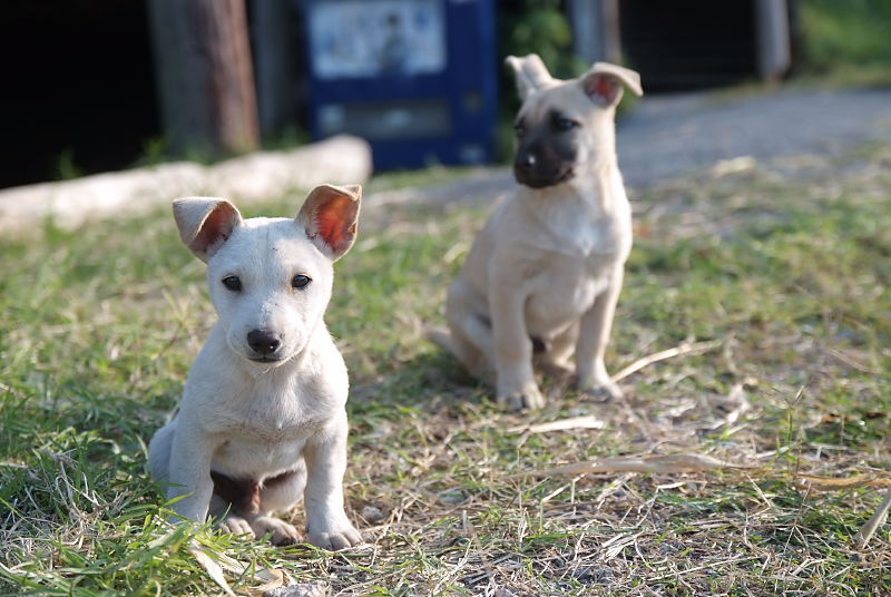 沖縄で出会った犬たち