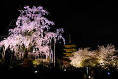 桜と五重塔