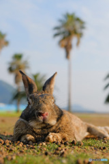 島のうさぎ