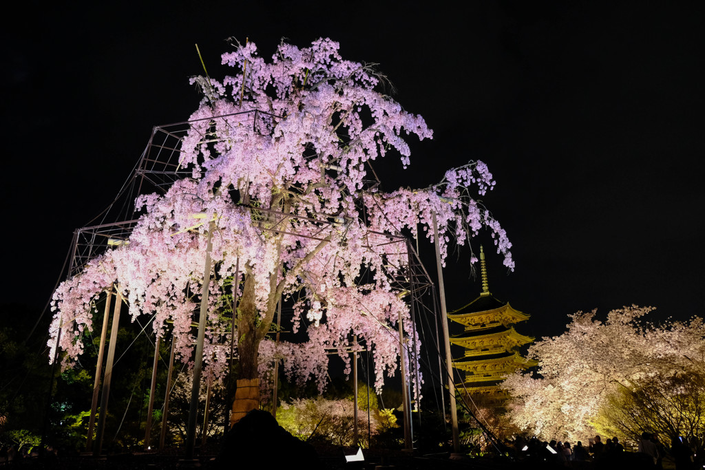 桜