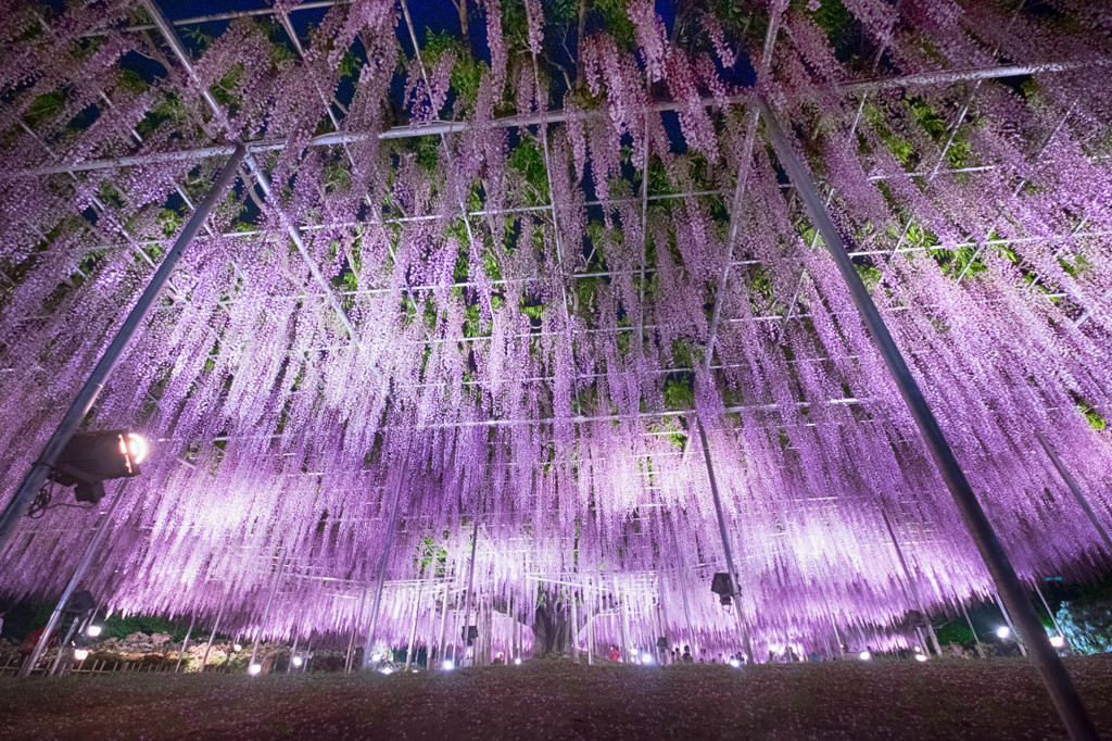 Wisteria