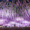 Wisteria