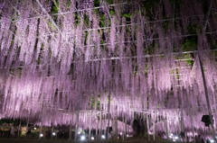 Wisteria