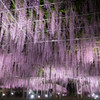 Wisteria