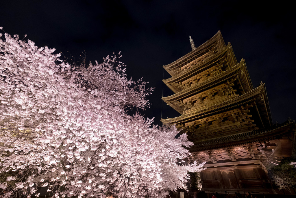 桜