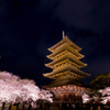 塔と桜
