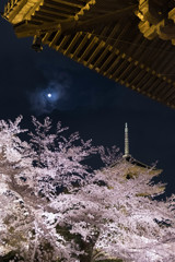 桜と月と