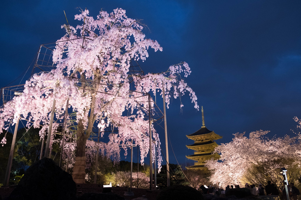 東寺の桜