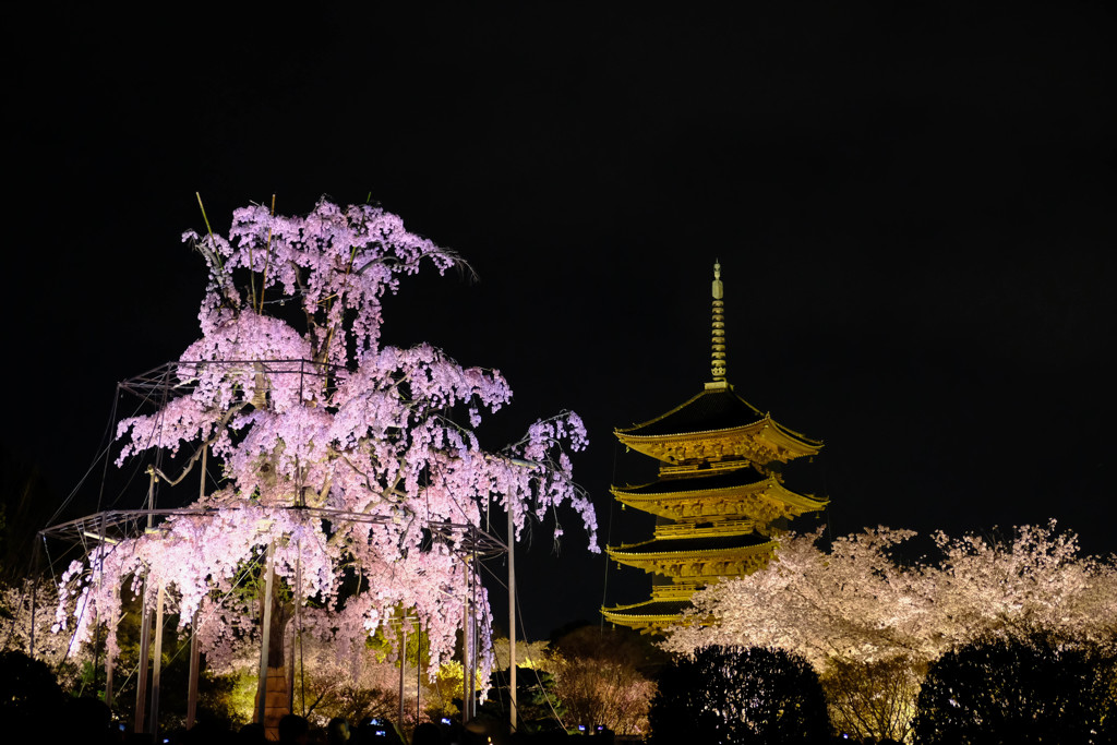 桜と五重塔