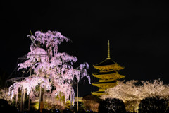 桜と五重塔