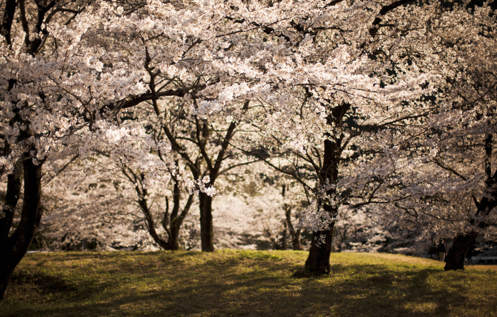 sakura