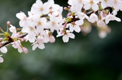 こっちを向いて。。。