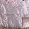 サクラサク