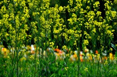 秘密の花園
